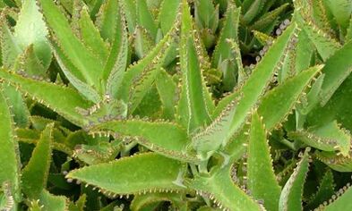 Nalezja kalanchoe do leczenia żylaków